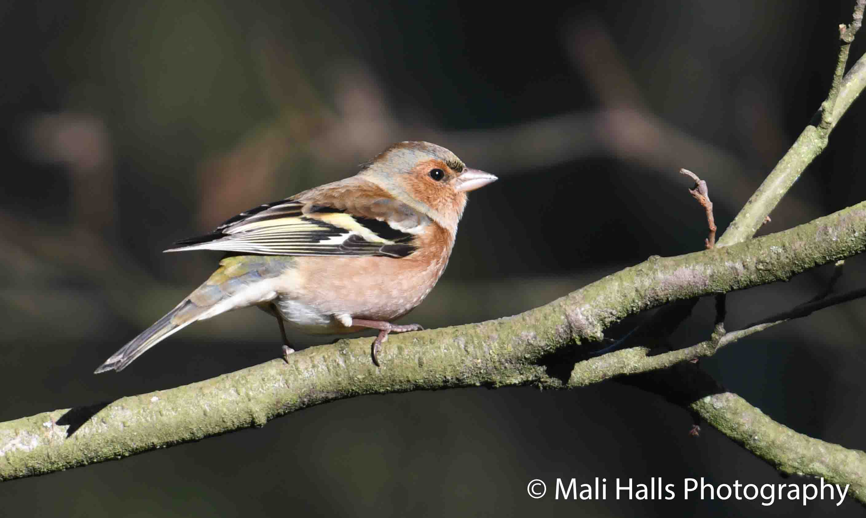 Chaffinch 7774.jpg