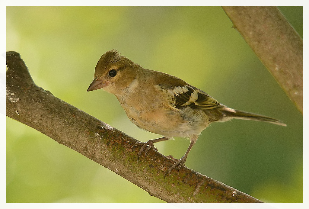 chaffinch juvie.