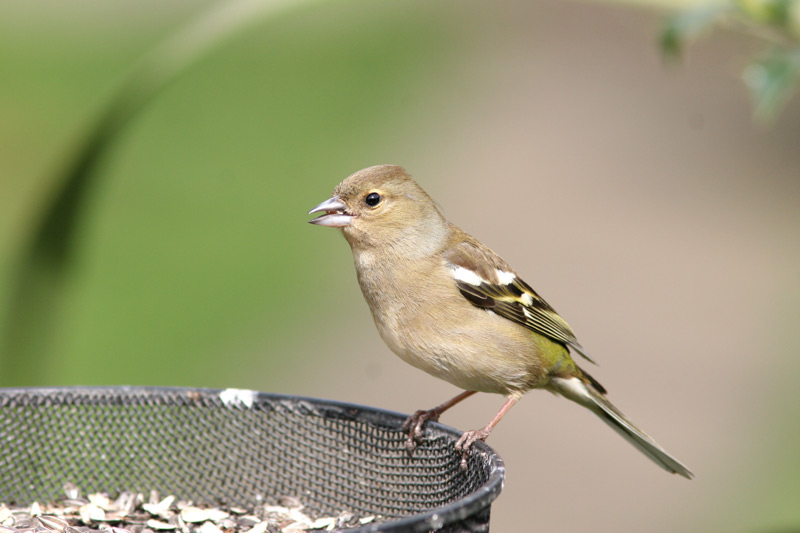 Chaffinch