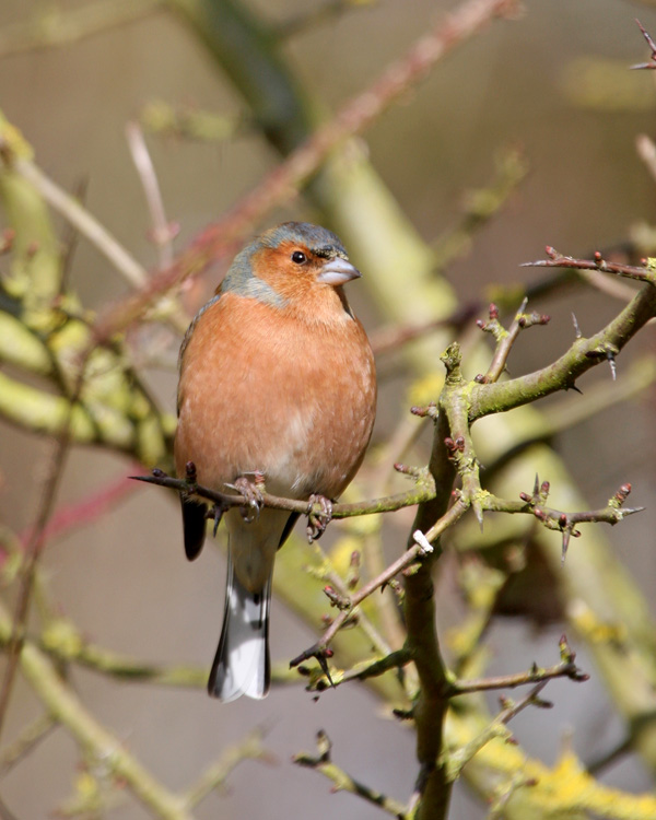 Chaffinch