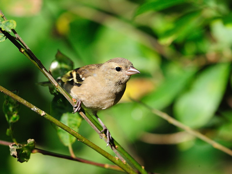 Chaffinch