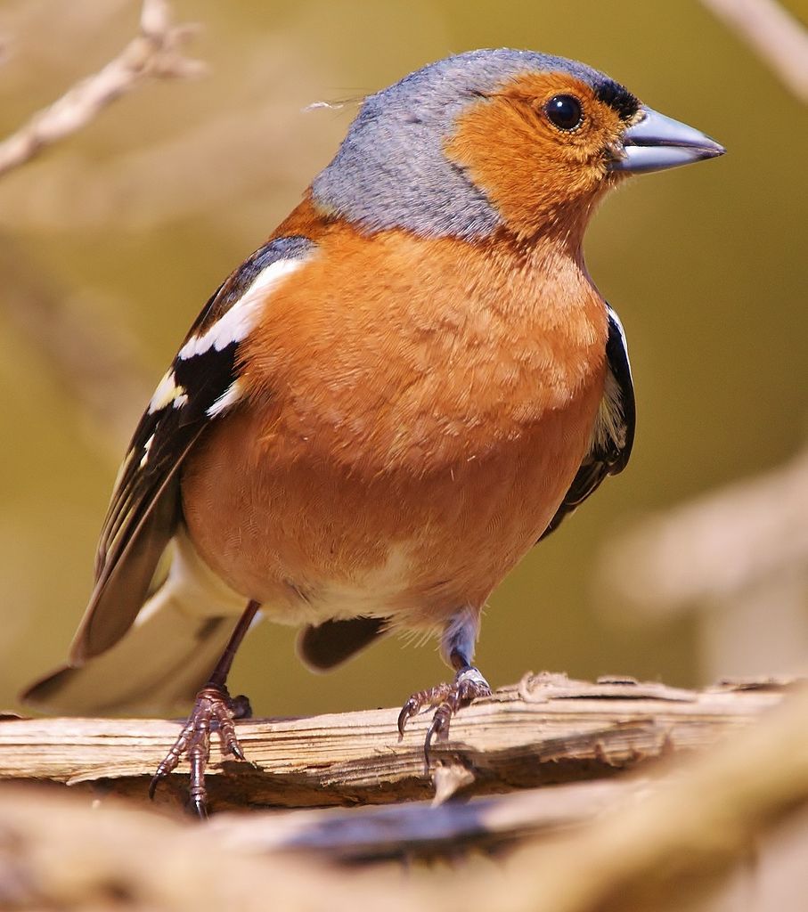 Chaffinch