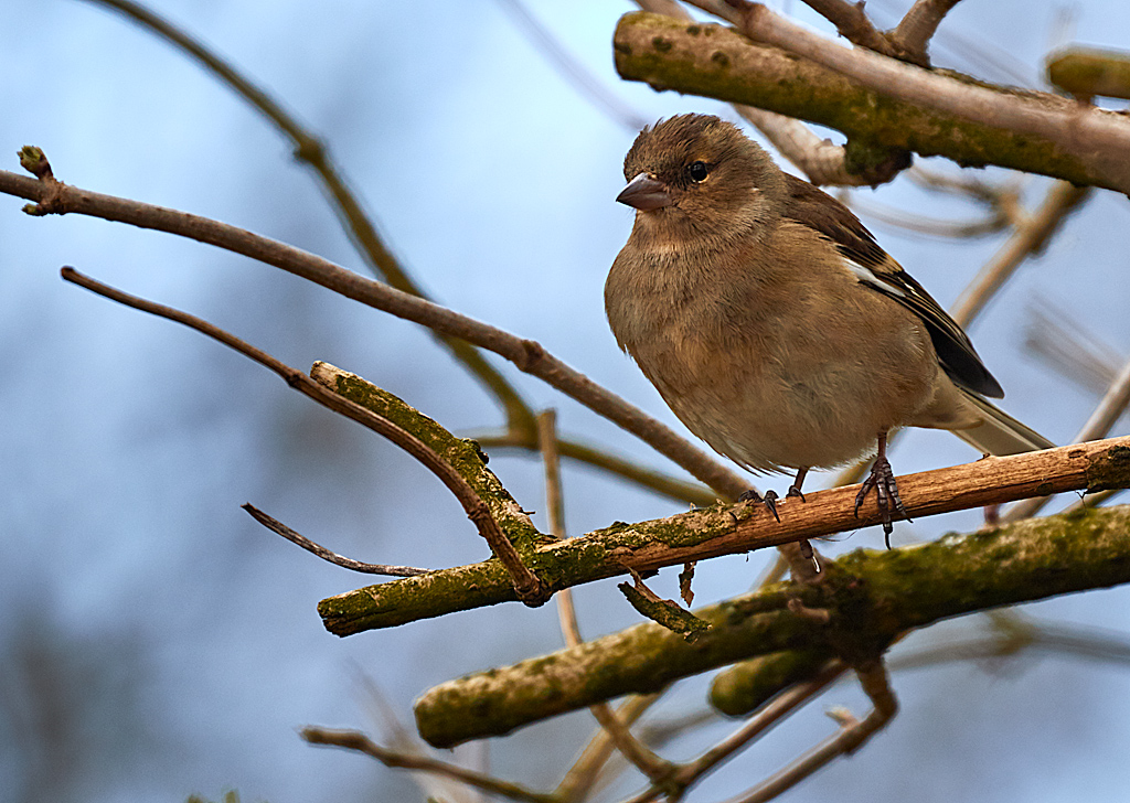 Chaffinch