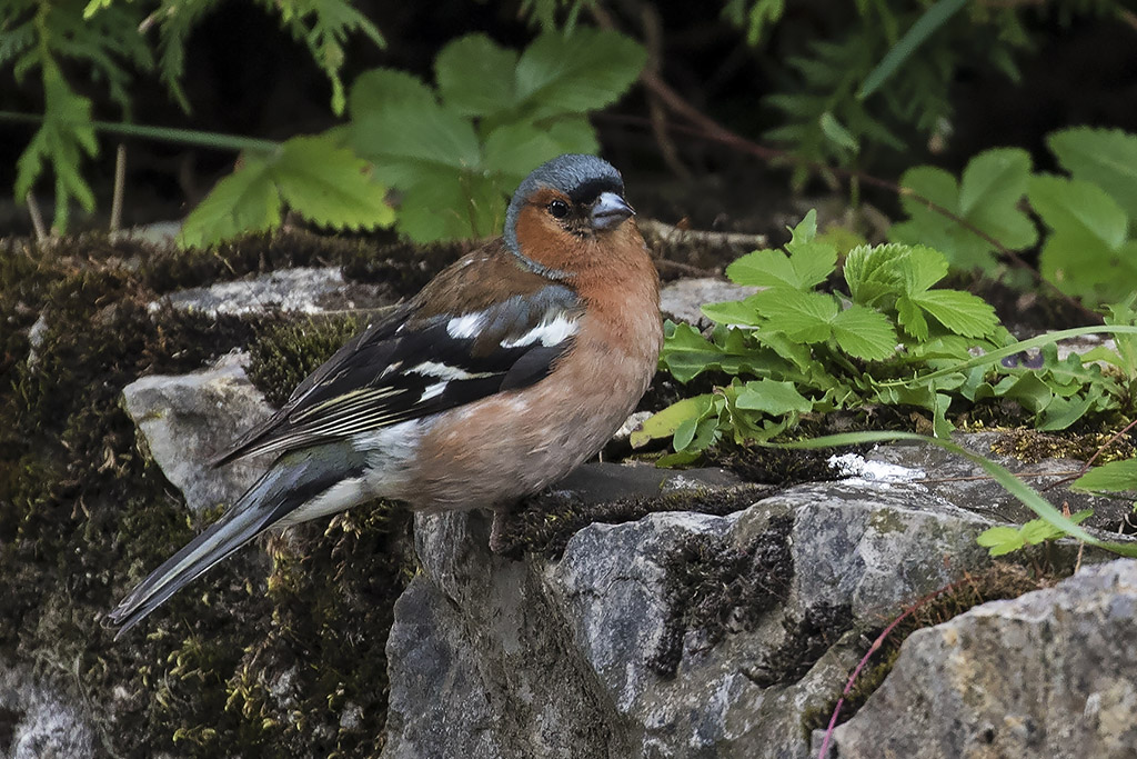 Chaffinch