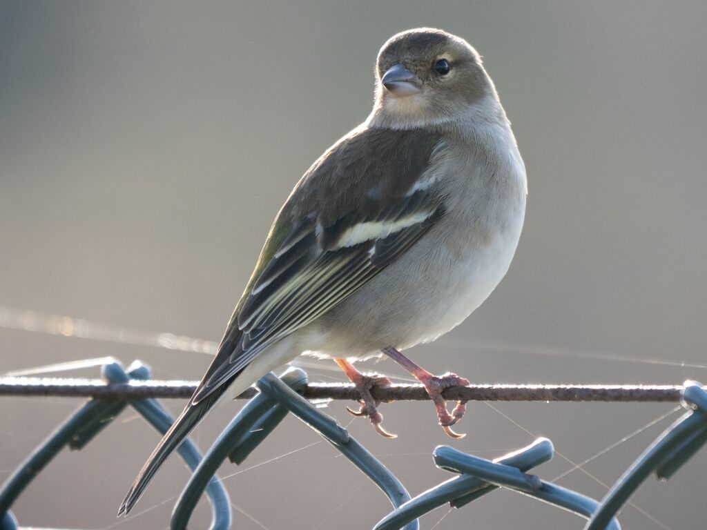 Chaffinch