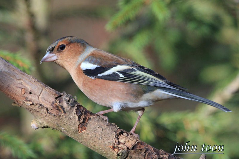 chaffinch