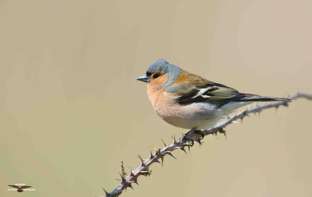 Chaffinch