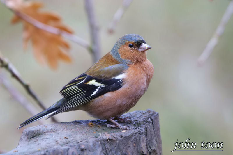 chaffinch