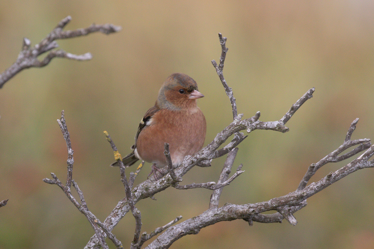 Chaffinch