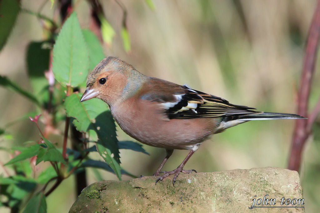 chaffinch