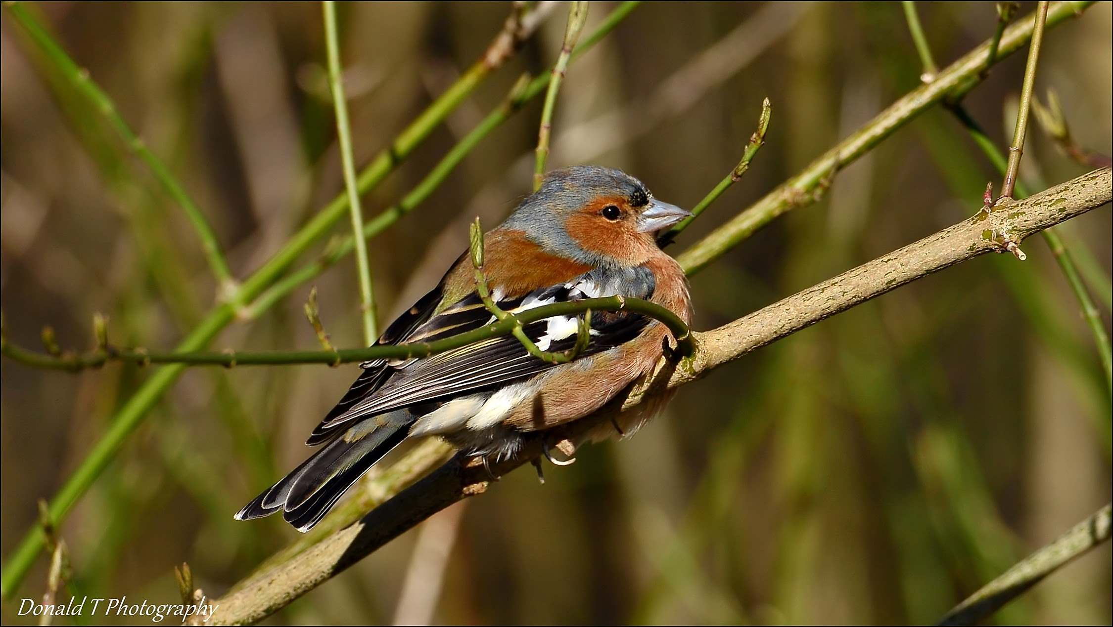 Chaffinch