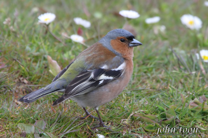 chaffinch