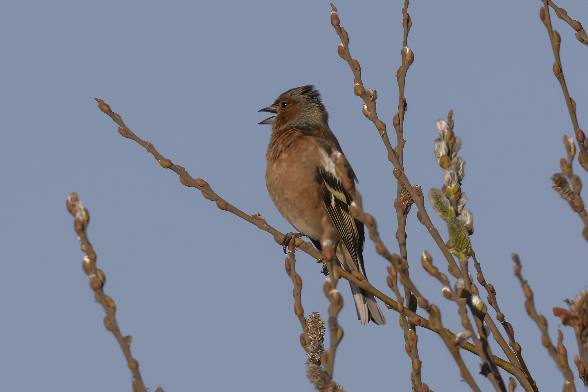 Chaffinch