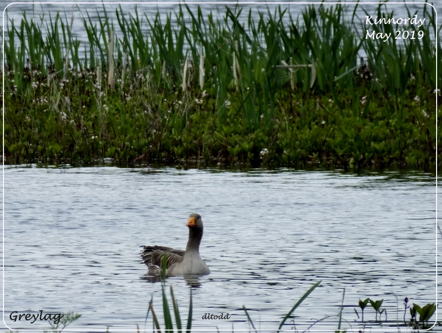 Channel swimmer