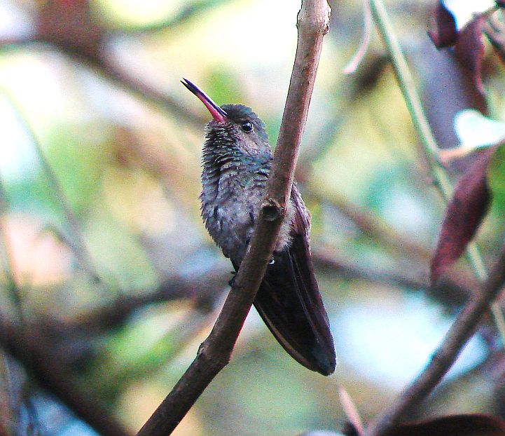 Charming Hummingbird