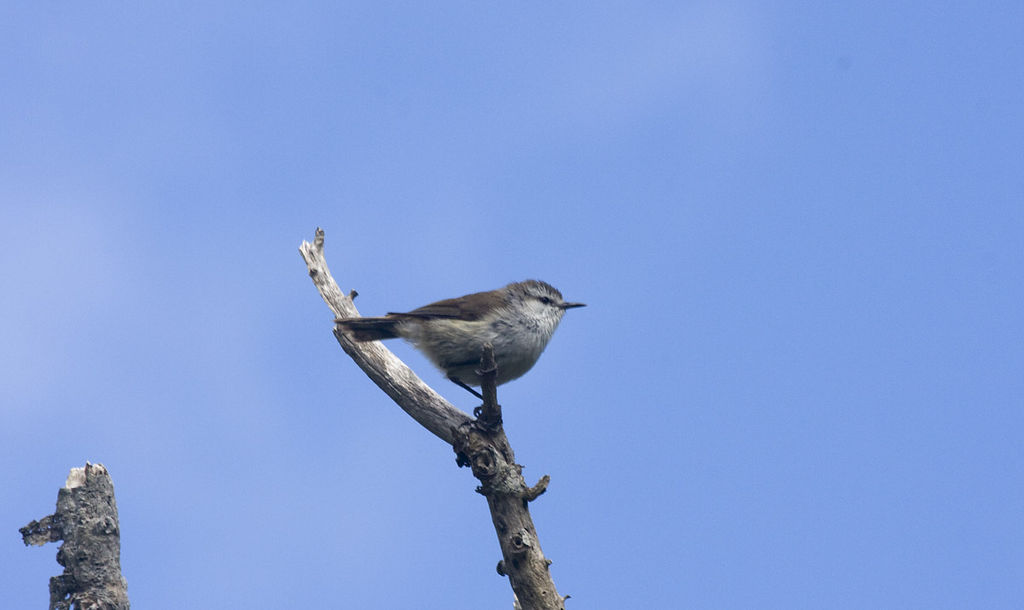 Chatham Islands Gerygone