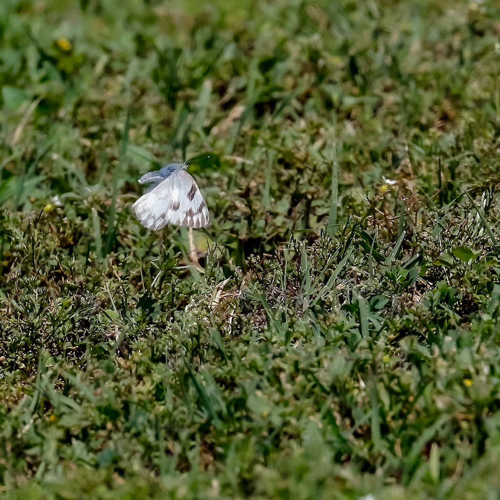 Checkered White