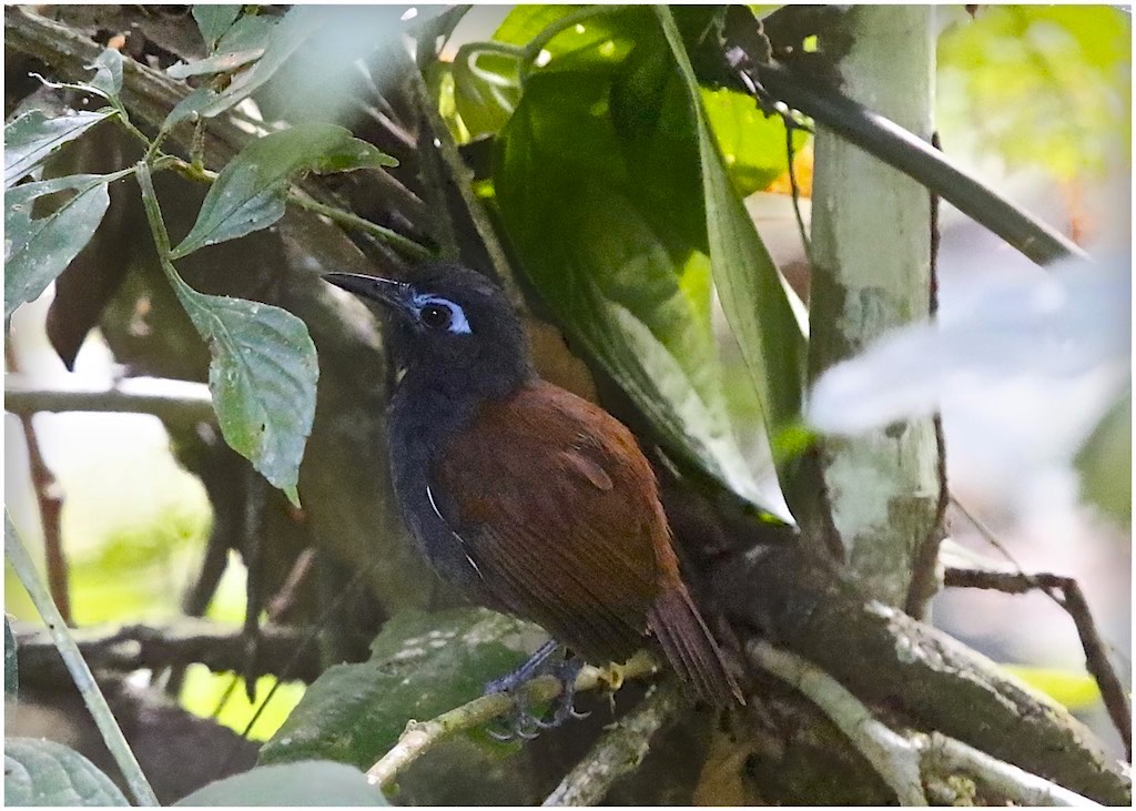 Chestnut-backed Antbird (male)