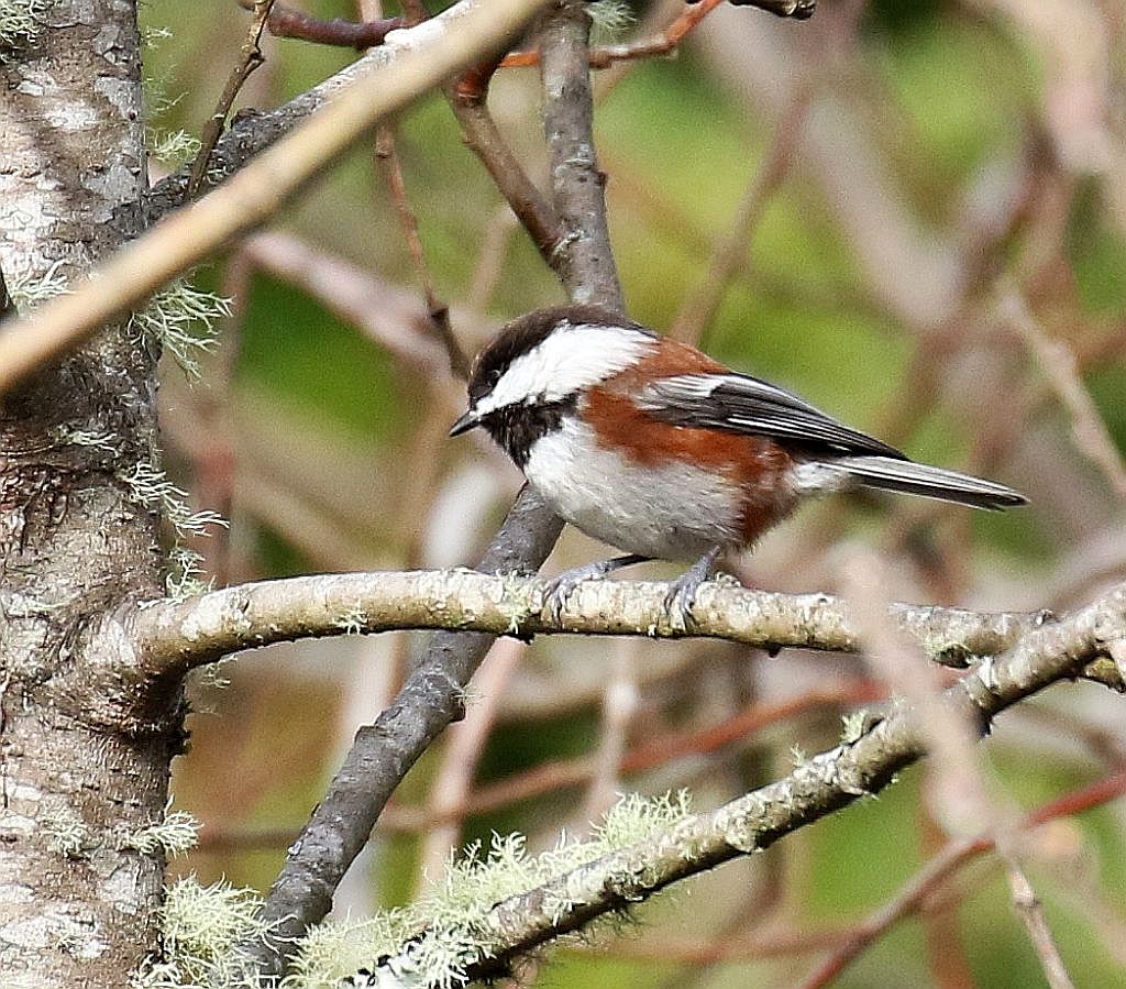 Chestnut-backed Chickadee