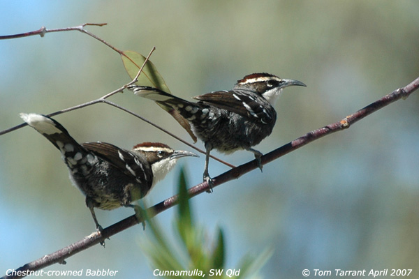 Chestnut-crowned Babbler