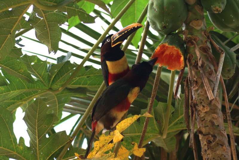 Chestnut-eared Araçaris