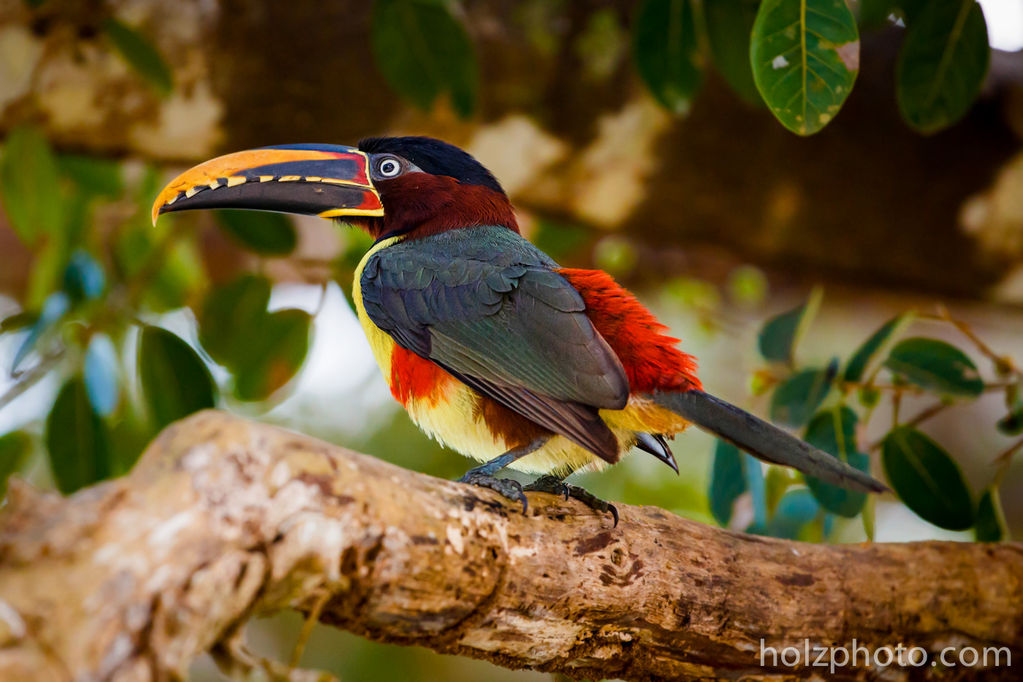 Chestnut eared Aracari