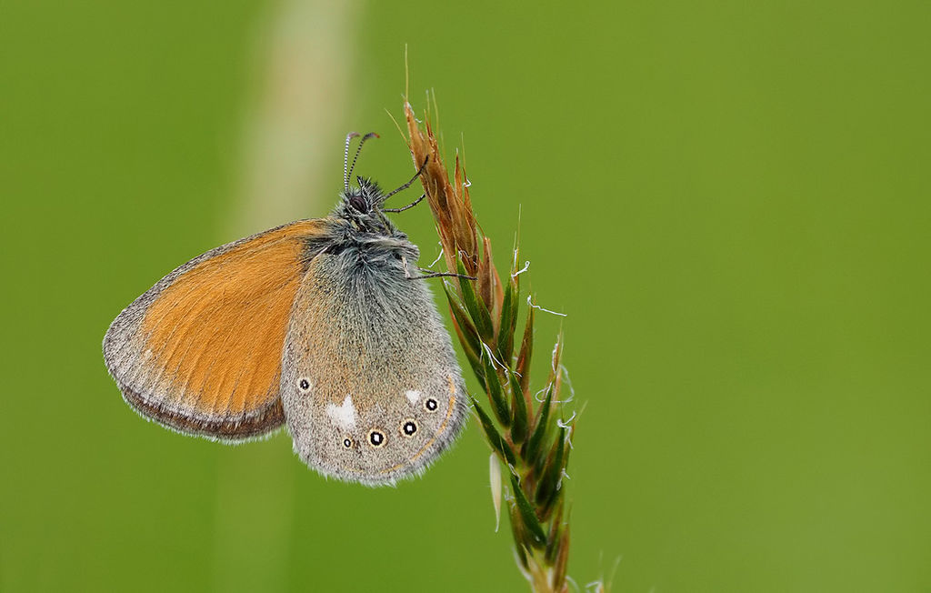 Chestnut Heath