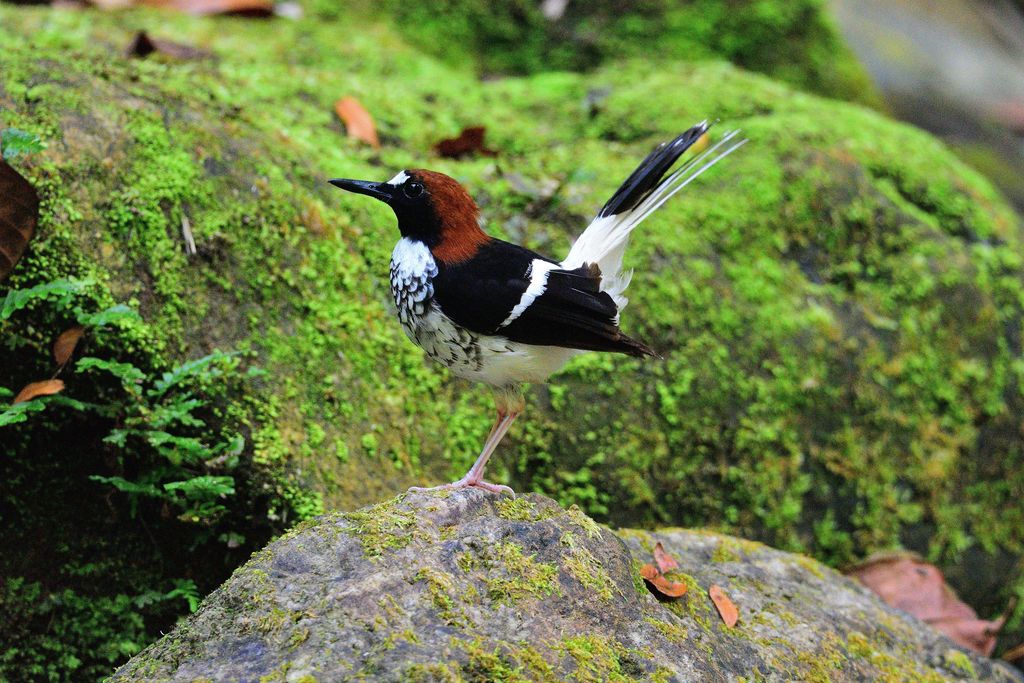 Chestnut-naped Forktail