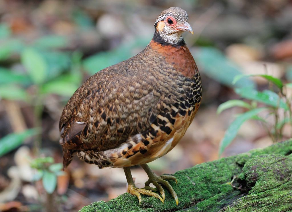 Chestnut-Necklaced Partridge