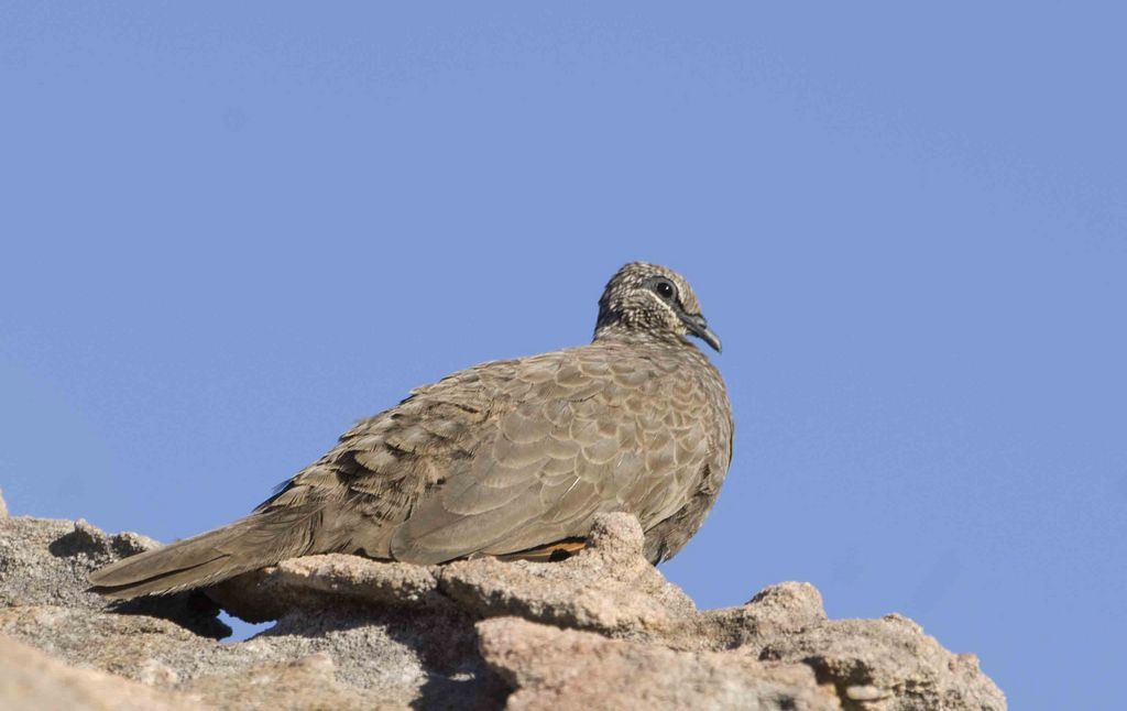 Chestnut-quilled Rock-pigeon