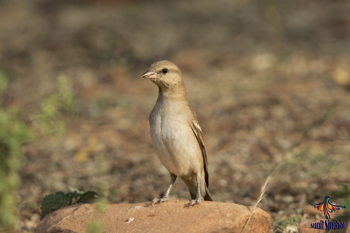 Chestnut-shouldered Petronia (gymnoris xanthocollis).jpg