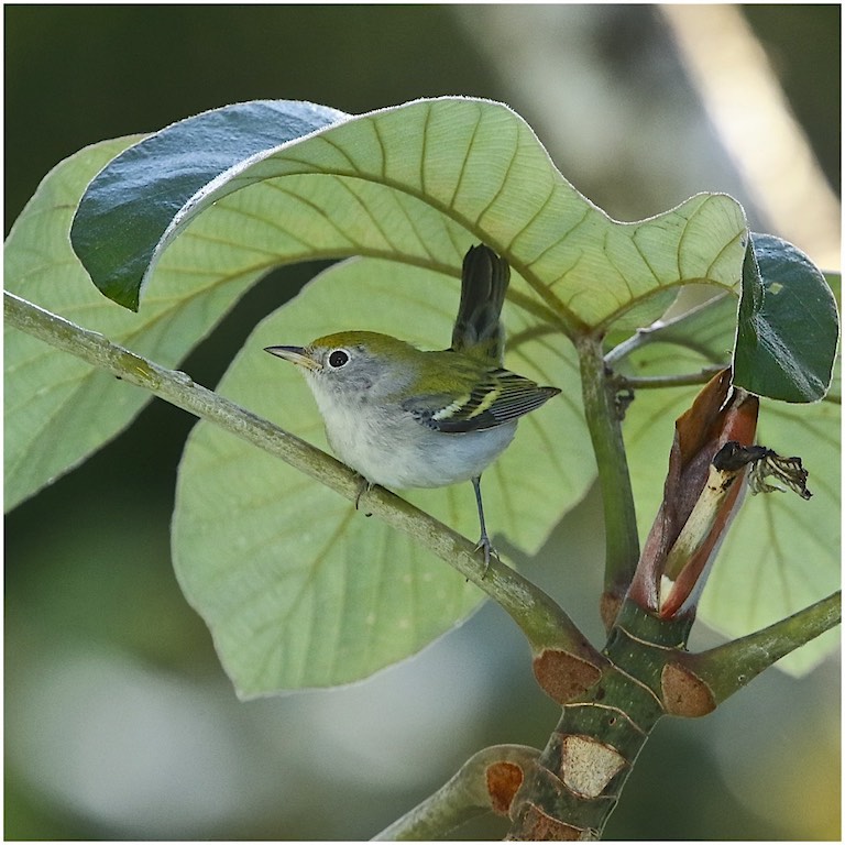 Chestnut-sided Warbler  (1st winter female)