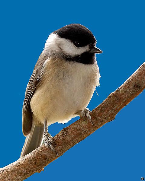 Chickadee &amp; Blue Sky