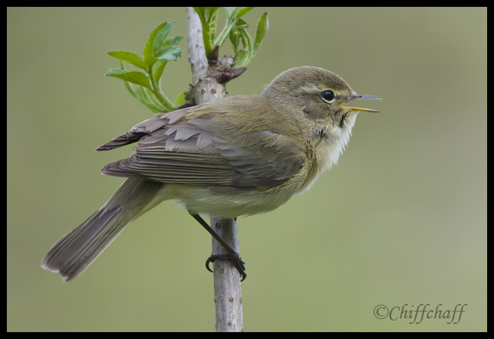 Chiff chaff