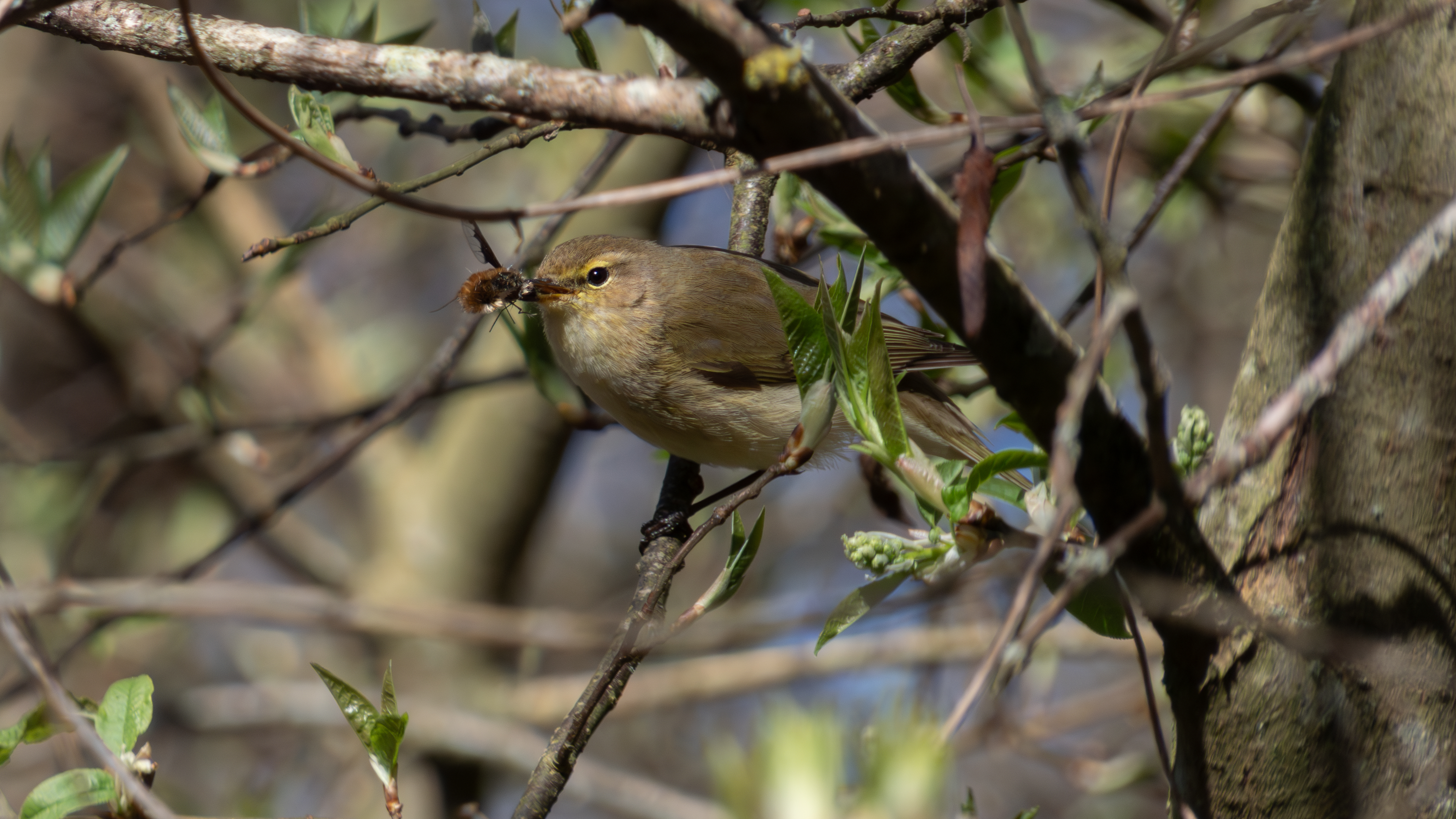Chiff chaff