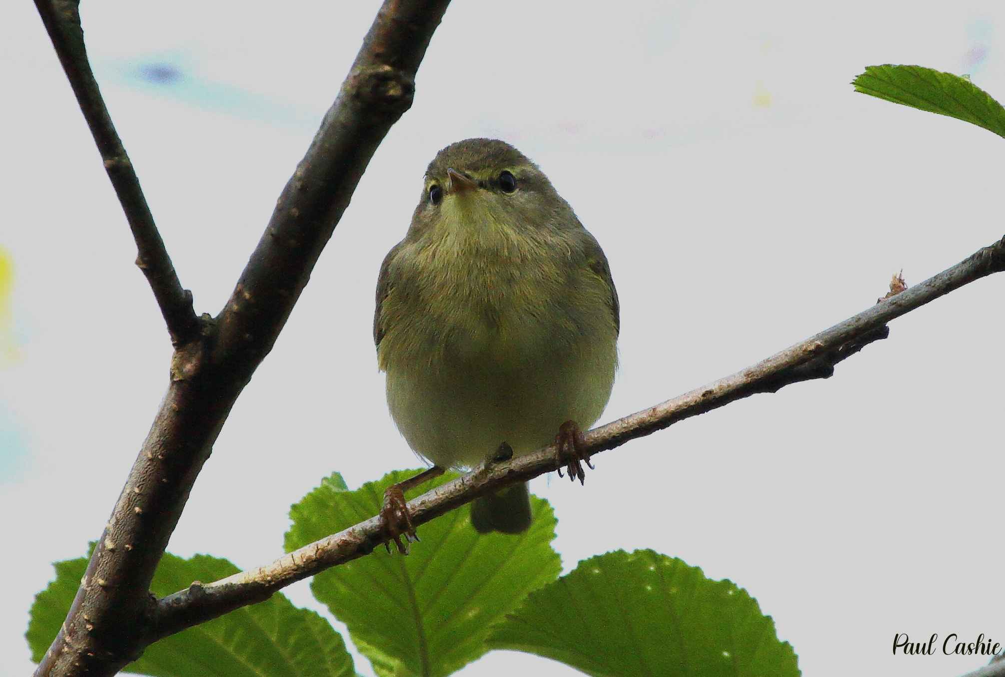 Chiff chaff