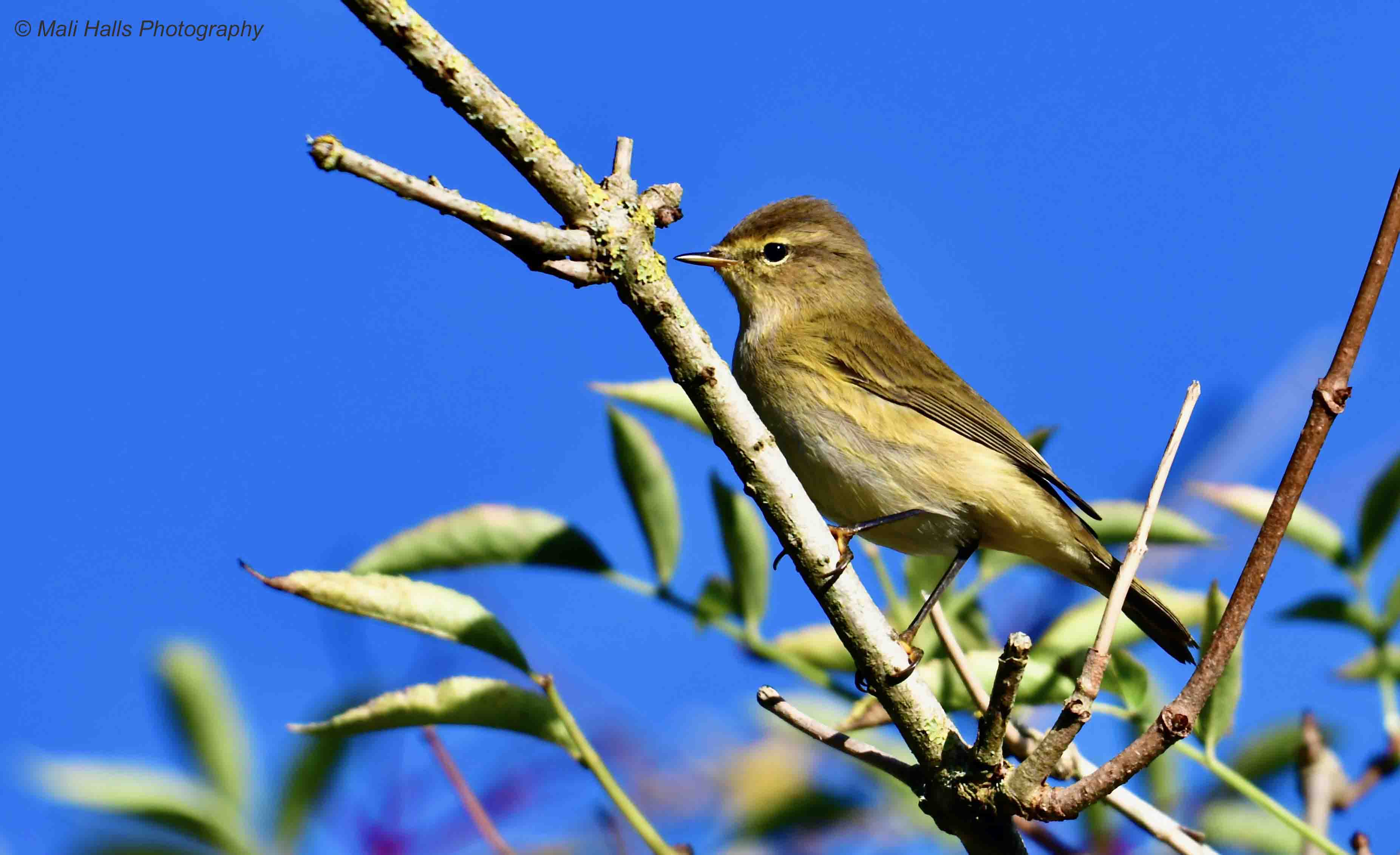 Chiffchaff 7281.jpg