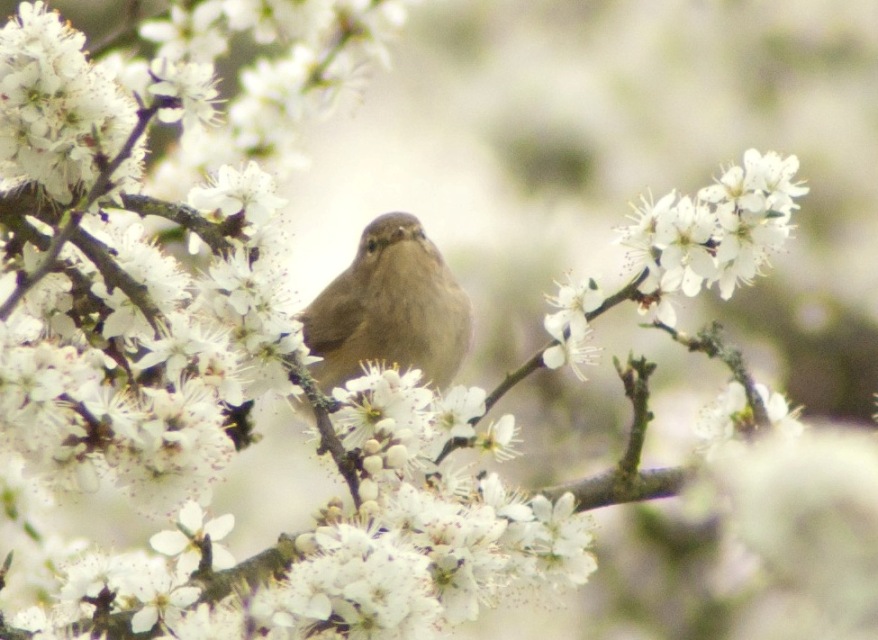 Chiffchaff