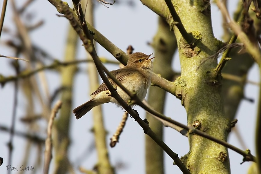 Chiffchaff