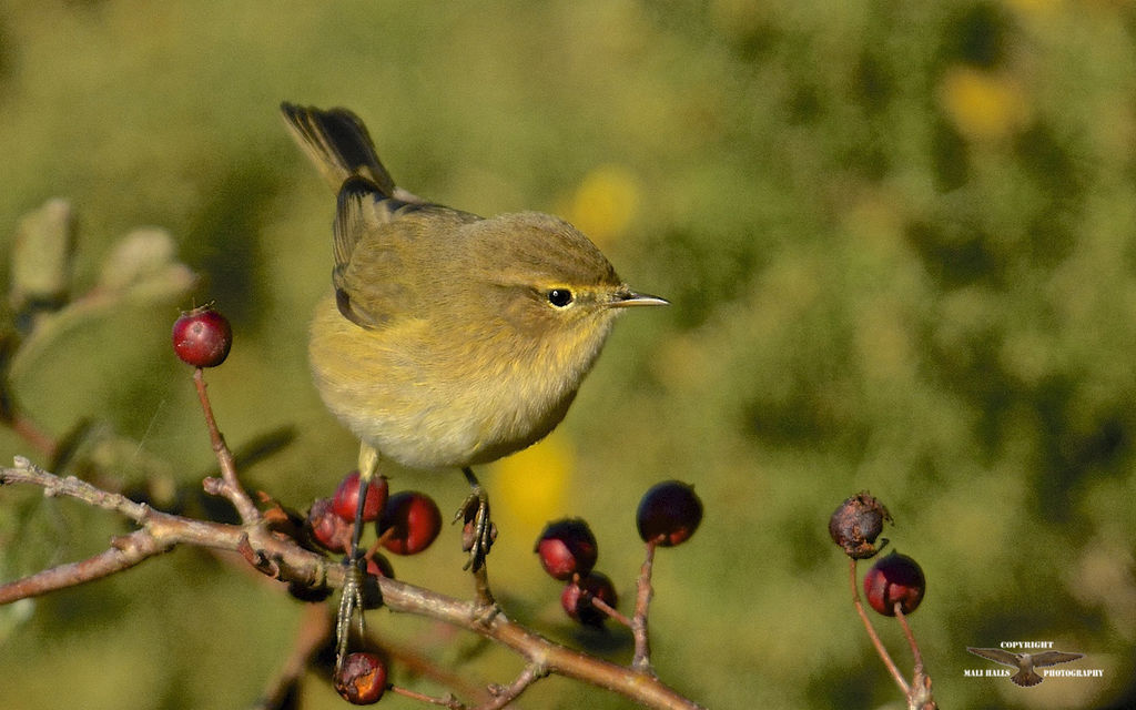 Chiffchaff