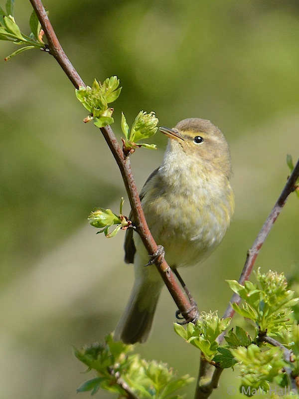 Chiffchaff