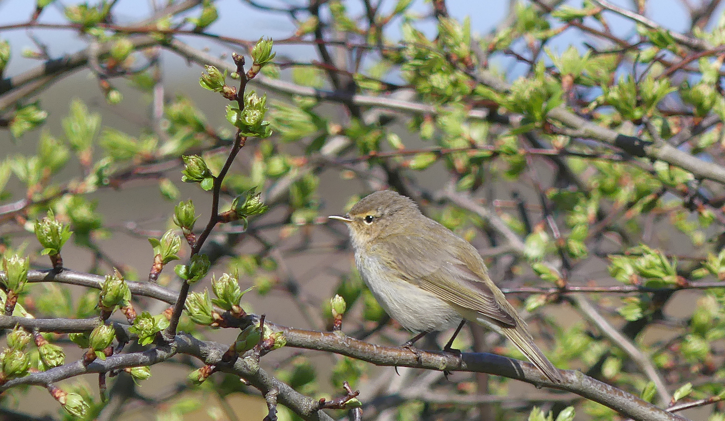 Chiffchaff