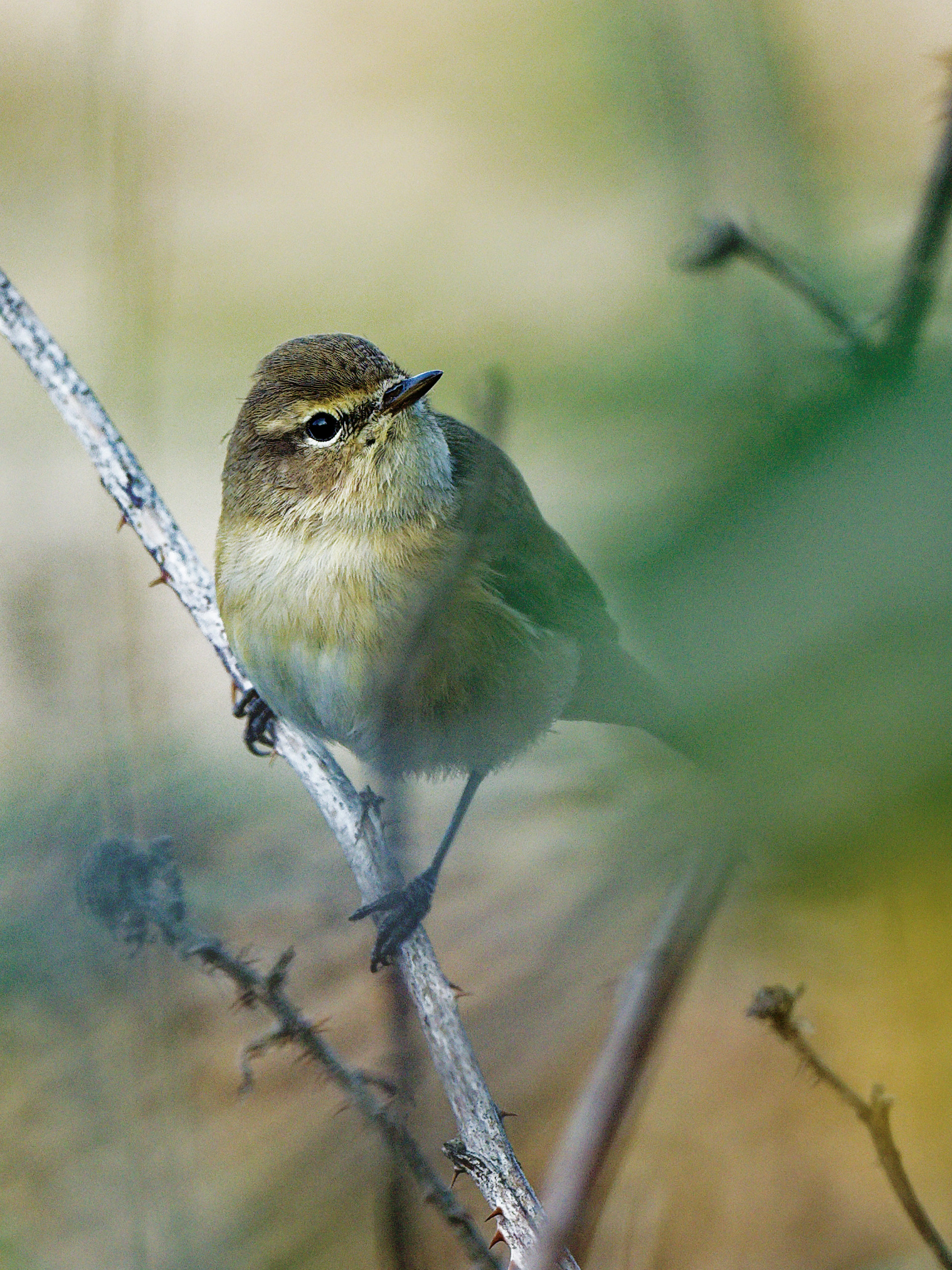 Chiffchaff