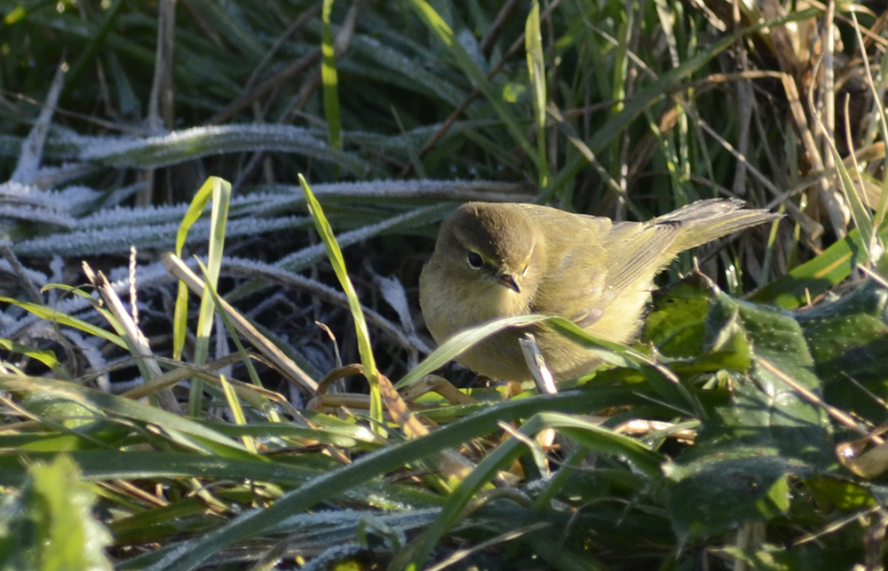 chiffchaff1.jpg