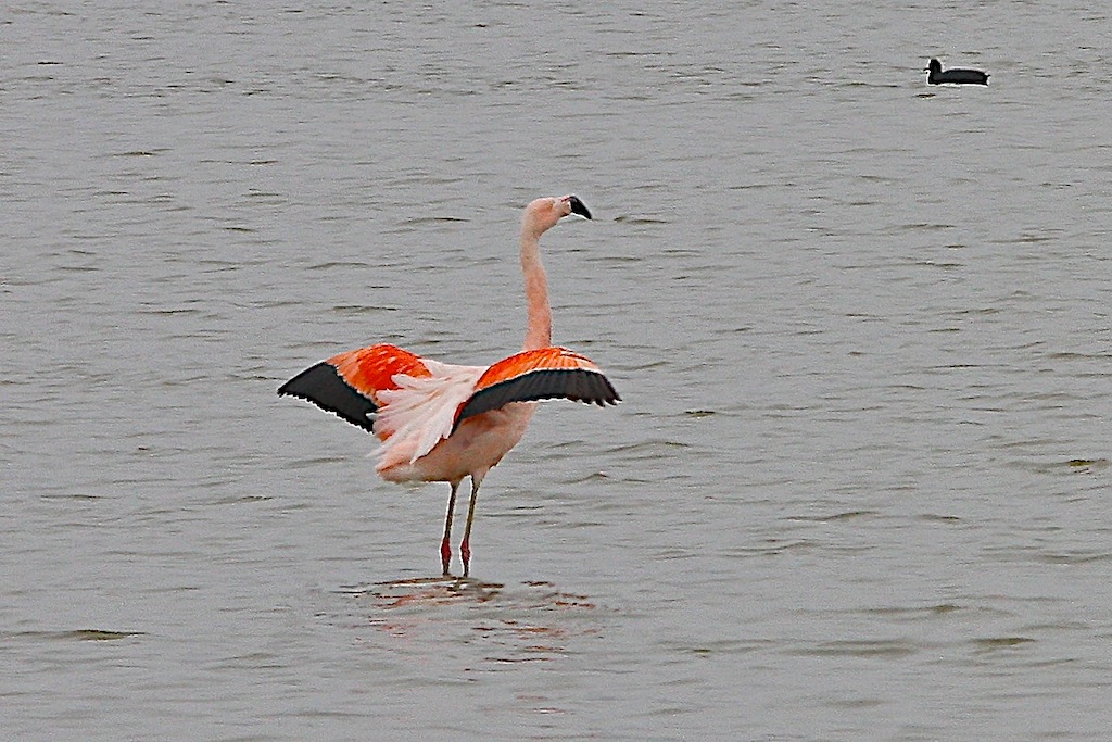Chilean Flamingo