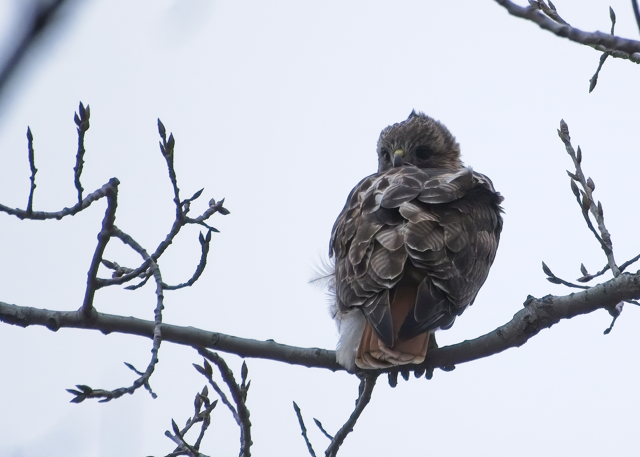 Chilly look from a chilly branch