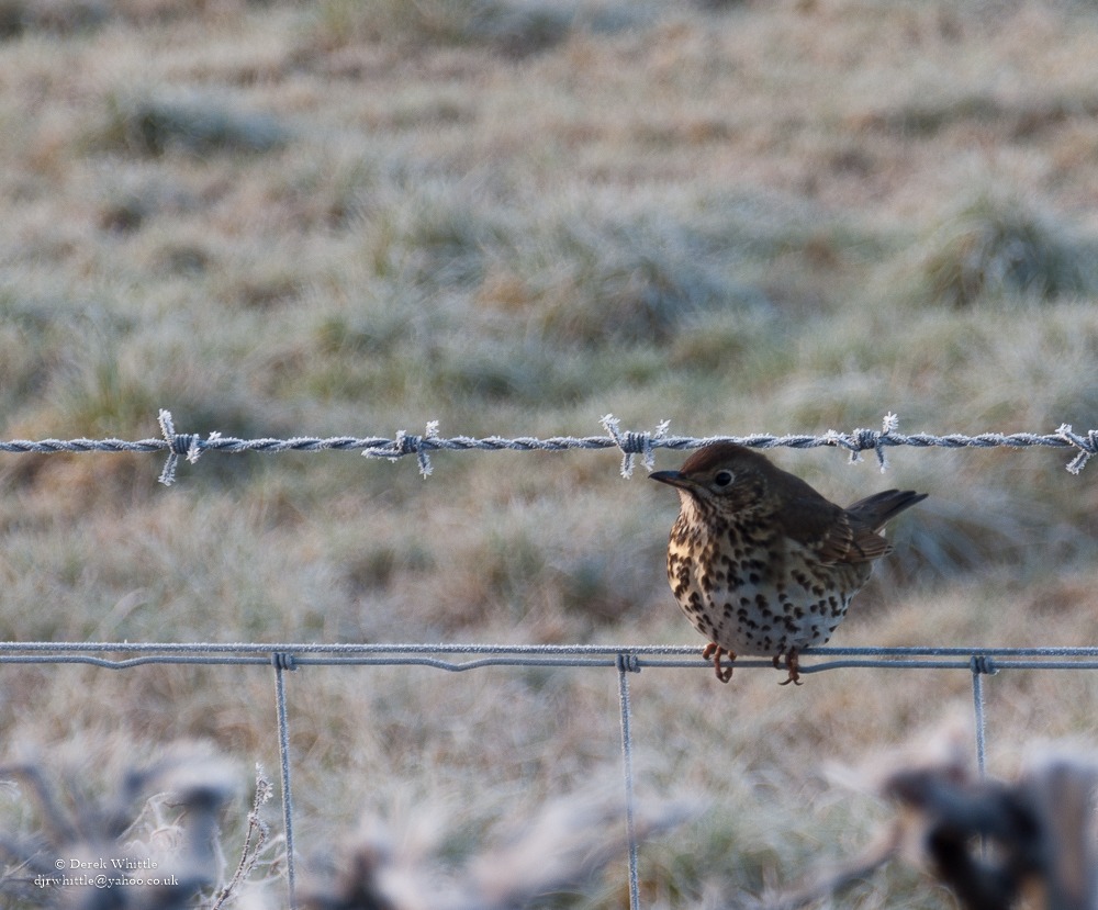 Chilly Song Thrush