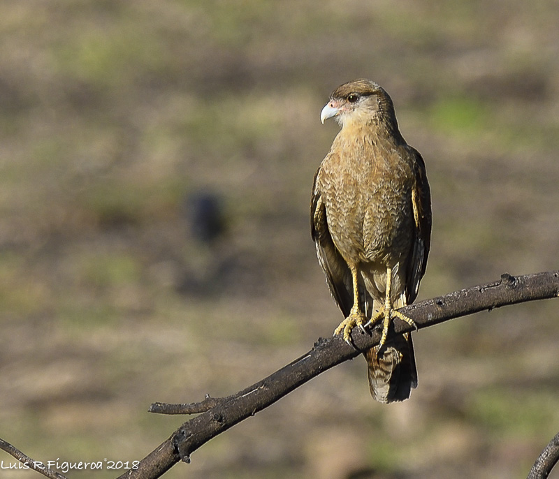 Chimango Caracara