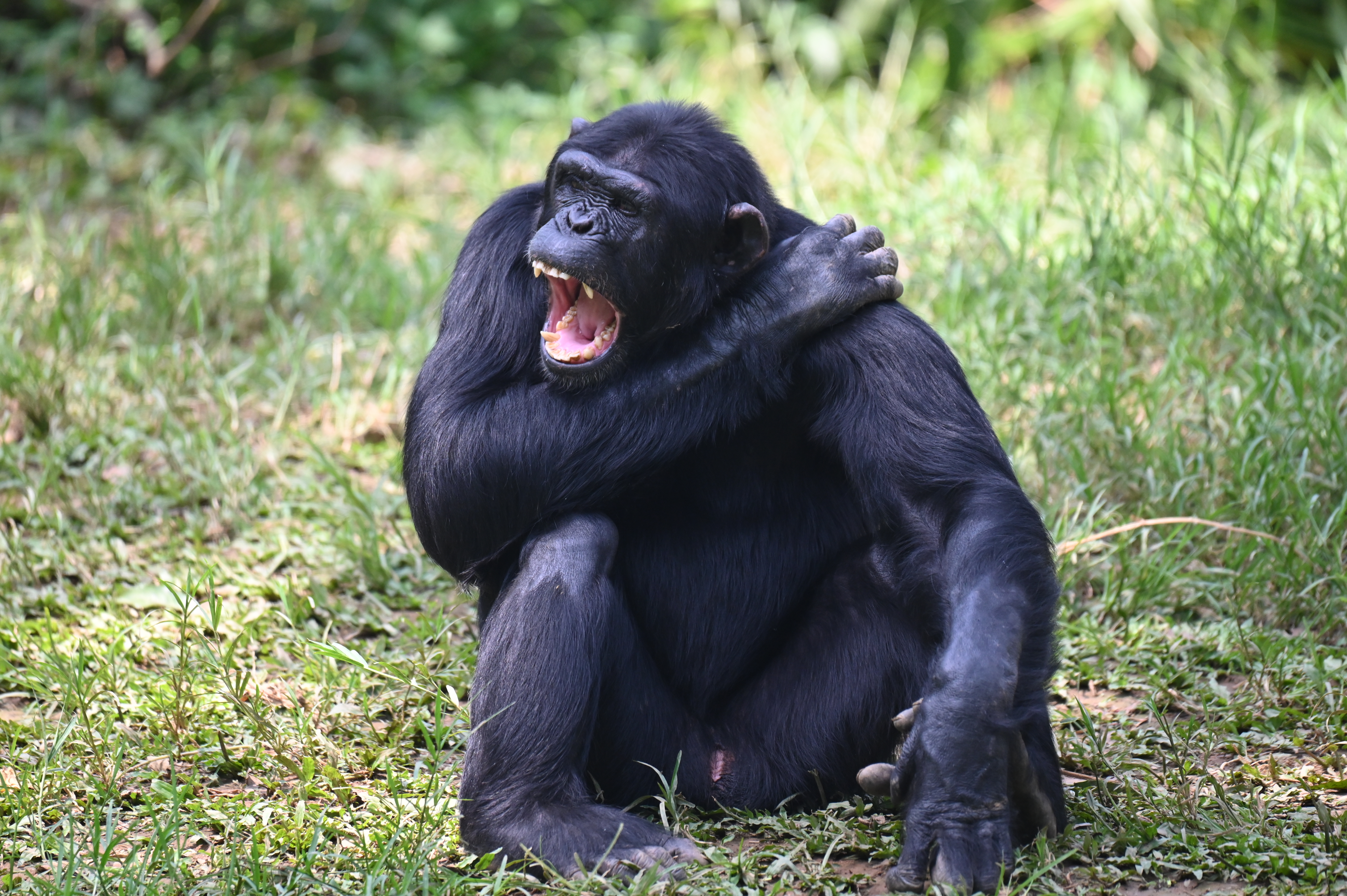 Chimpanzee