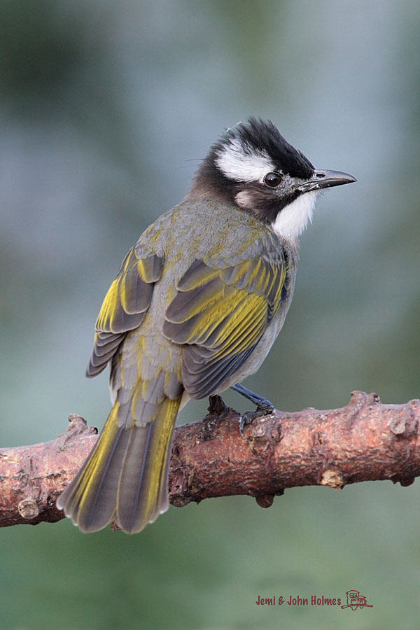 Chinese Bulbul